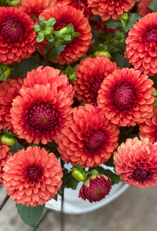 Dahlia 'Brown Sugar'