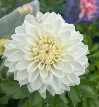 Dahlia Blizzard Tuber