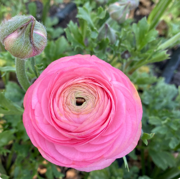 Ranunculus Amandine Barby – H&H Floral Fields