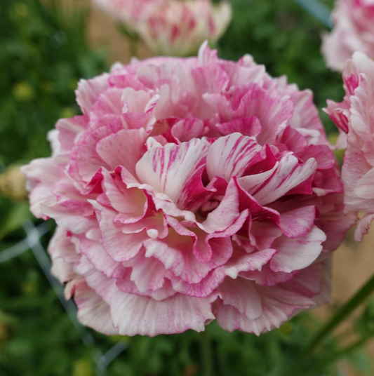 Ranunculus Brushmark 'Cesar'