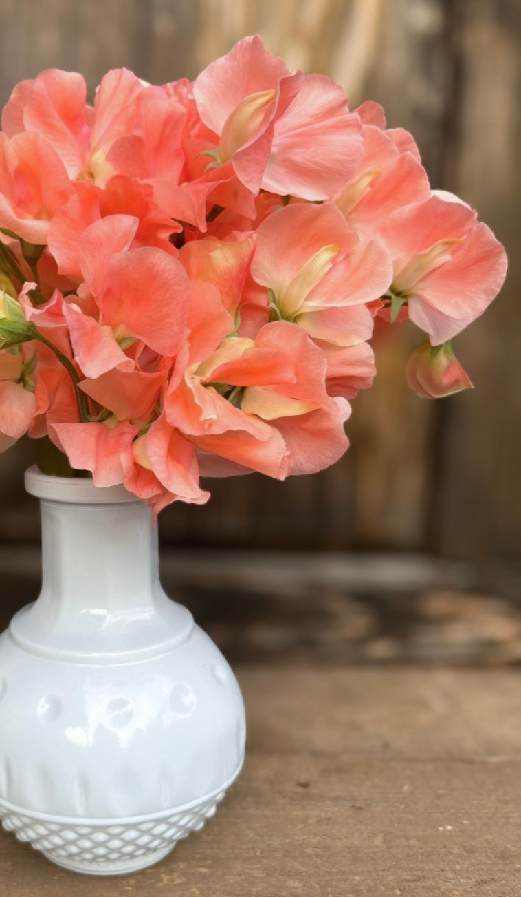 Sweet Pea 'Apricot Queen'