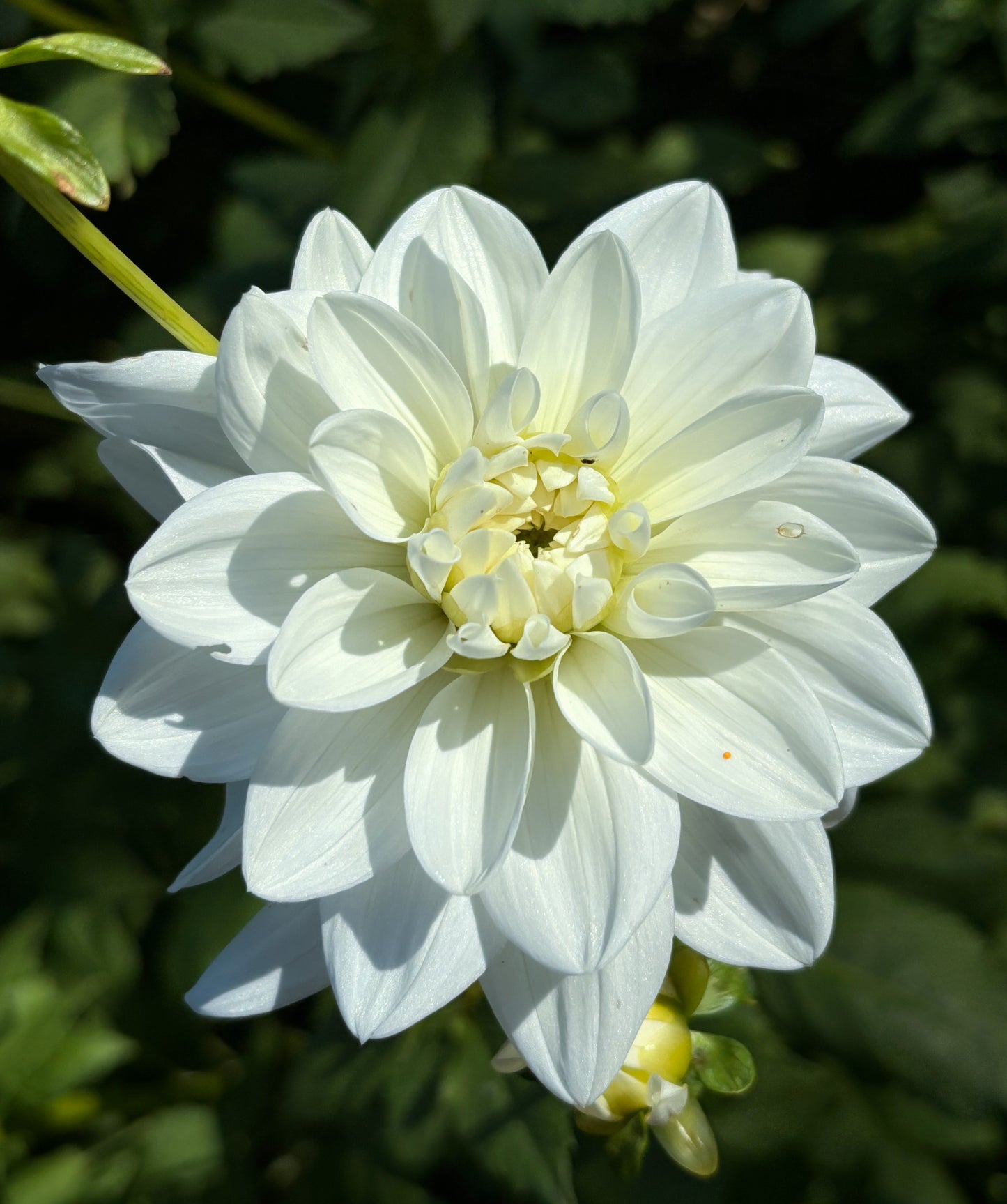 Dahlia 'Eternal Snow'