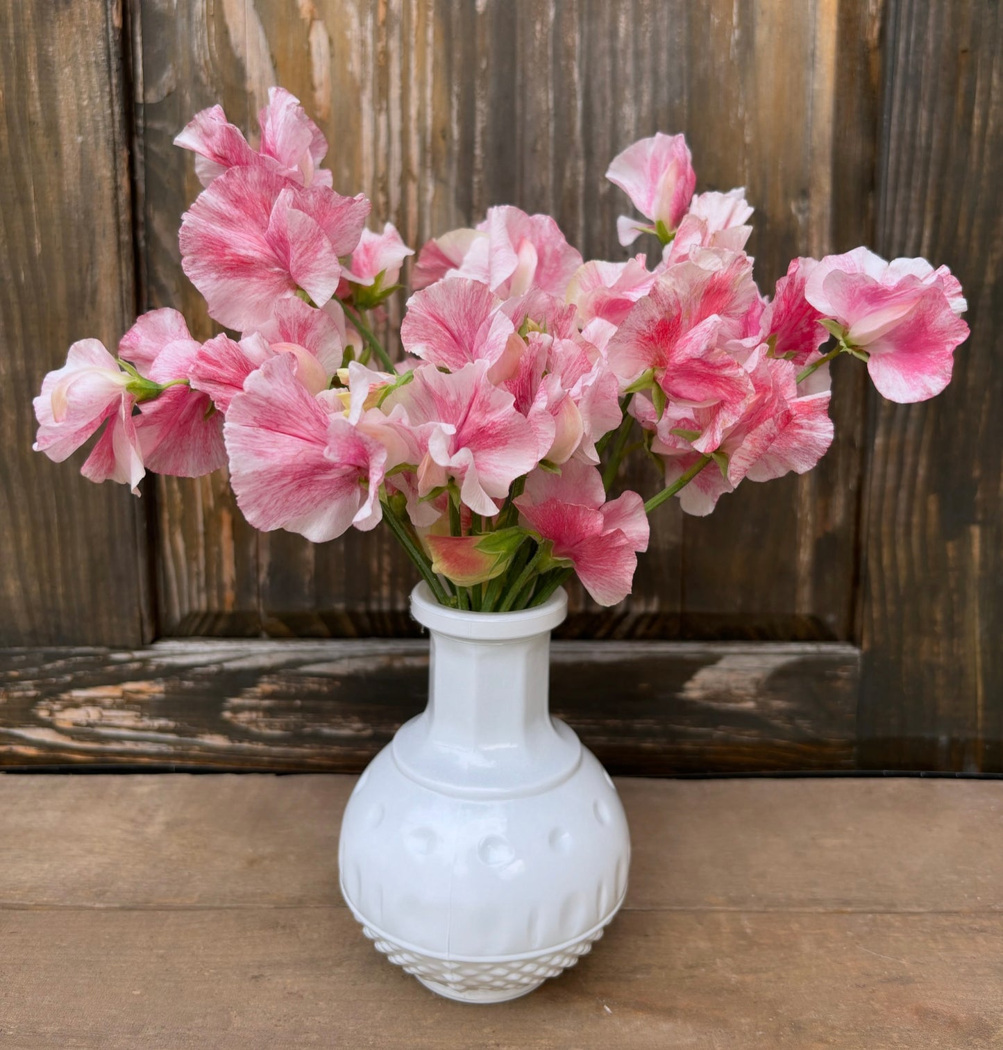 Sweet Pea 'Raspberry Flake'