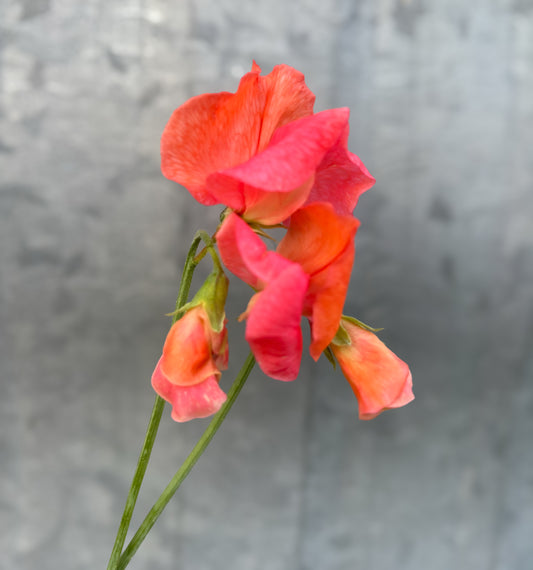 Sweet Pea 'Prince of Orange'