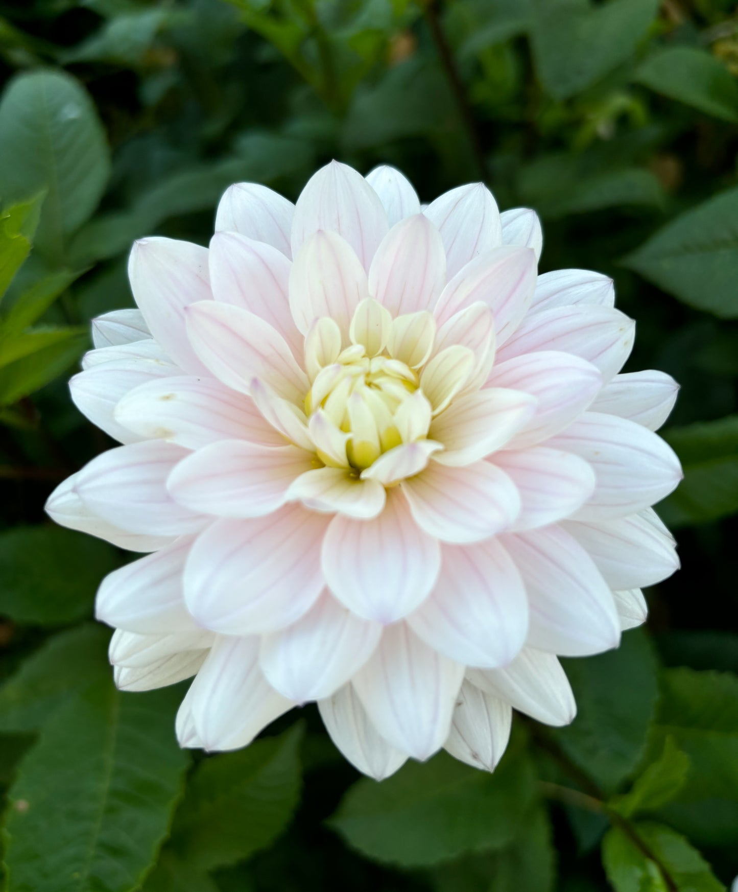 Dahlia 'Silver Years'