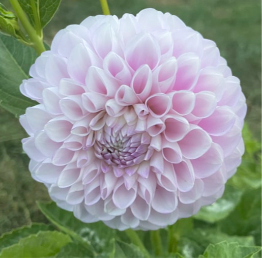 Dahlia 'Snoho Sonja'