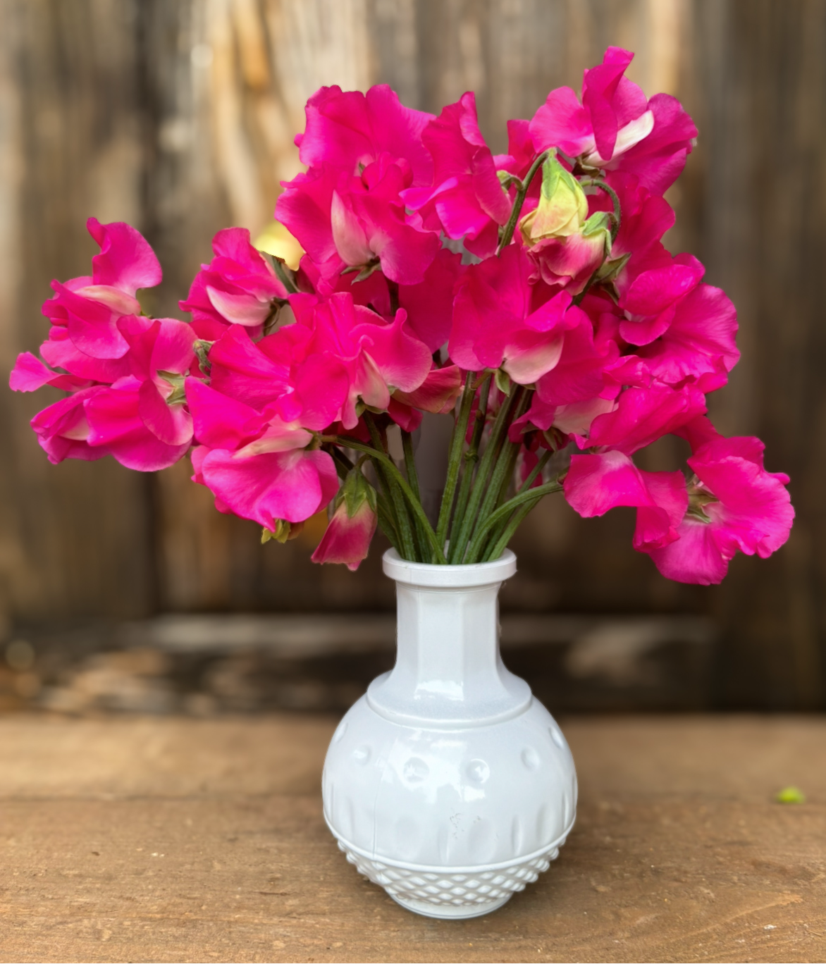 Sweet Pea 'Carlotta'