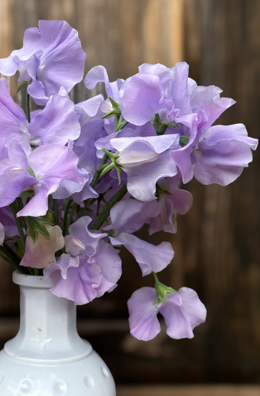 Sweet Pea 'Ballerina Blue'