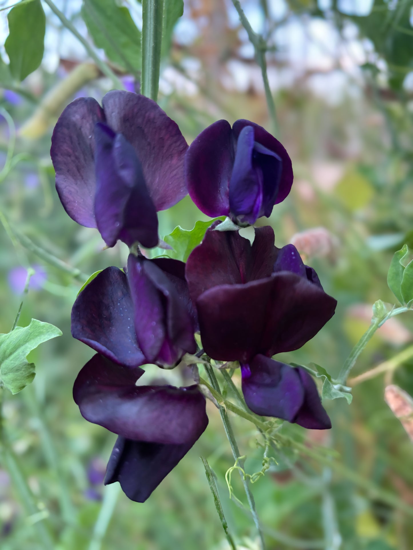 Sweet Pea 'Almost Black'