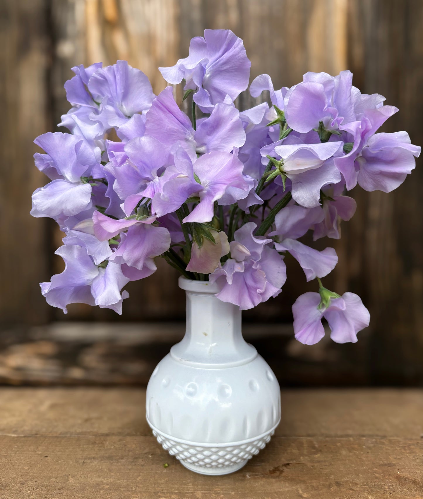 Sweet Pea 'Ballerina Blue'