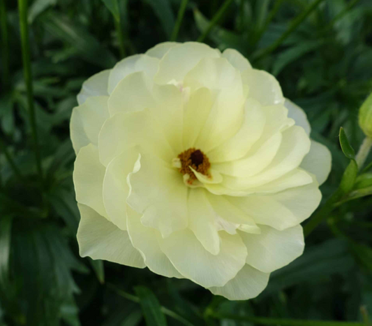 Ranunculus Butterfly 'Litai'