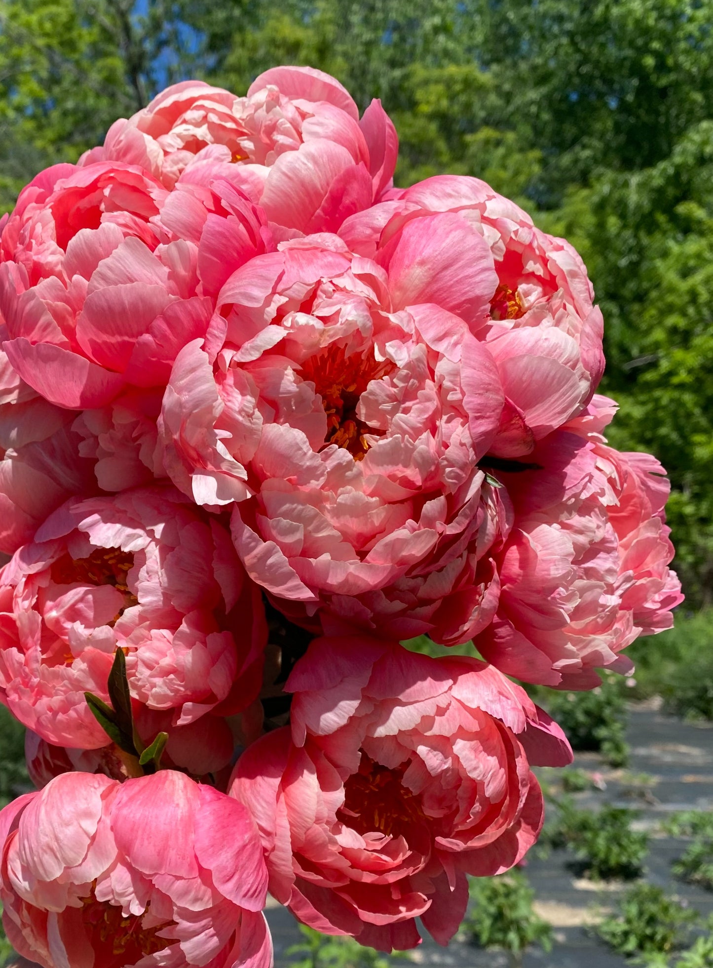 Peony 'Coral Charm'