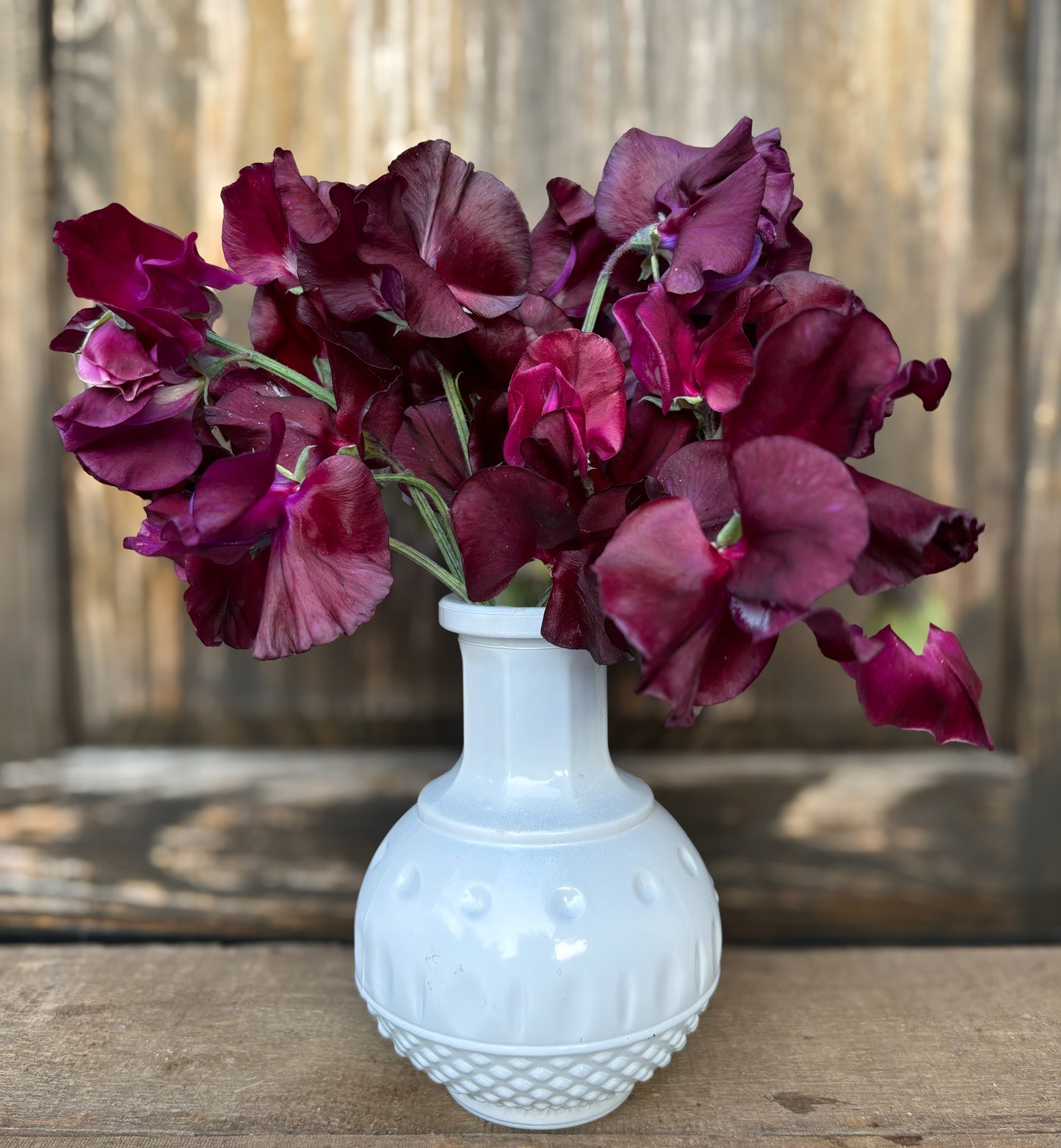 Sweet Pea 'Windsor'