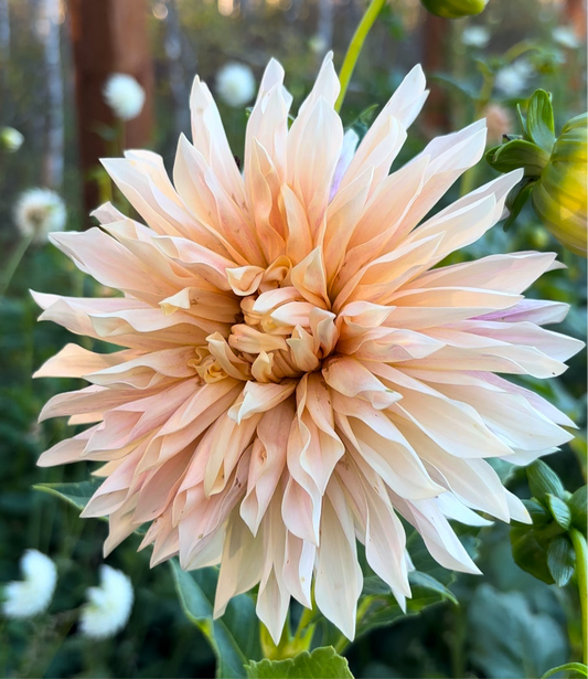 Dahlia 'Cafe De Paris'