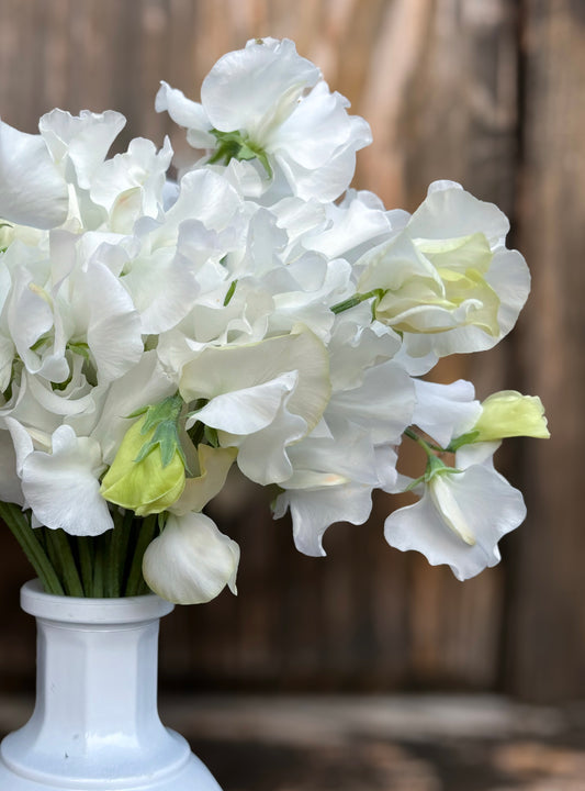 Sweet Pea 'White Frills'