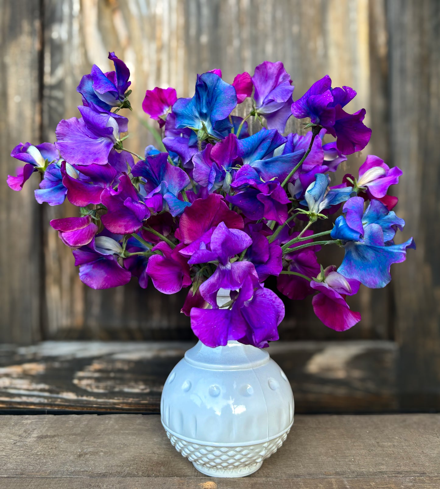 Sweet Pea 'Blue Shift'