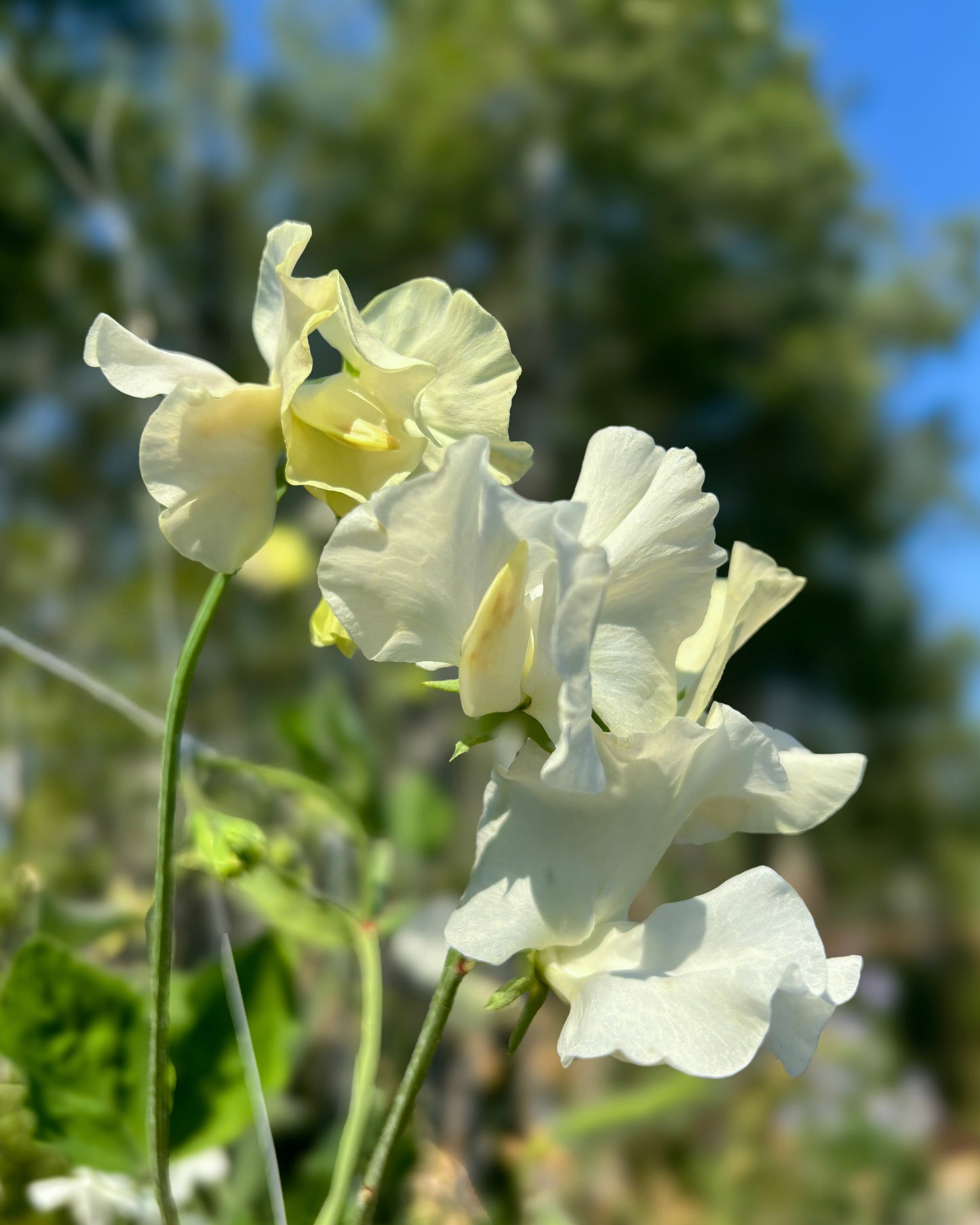 Sweet Pea 'Jilly'