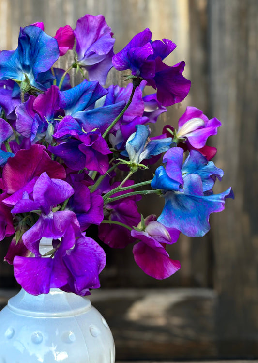 Sweet Pea 'Blue Shift'