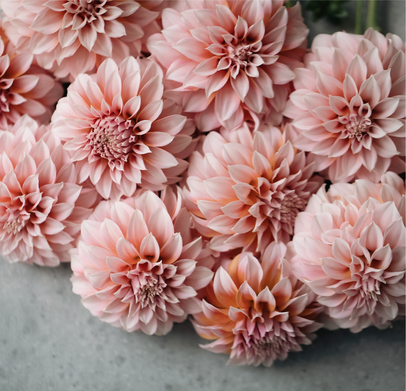 Dahlia 'Peaches N' Cream'