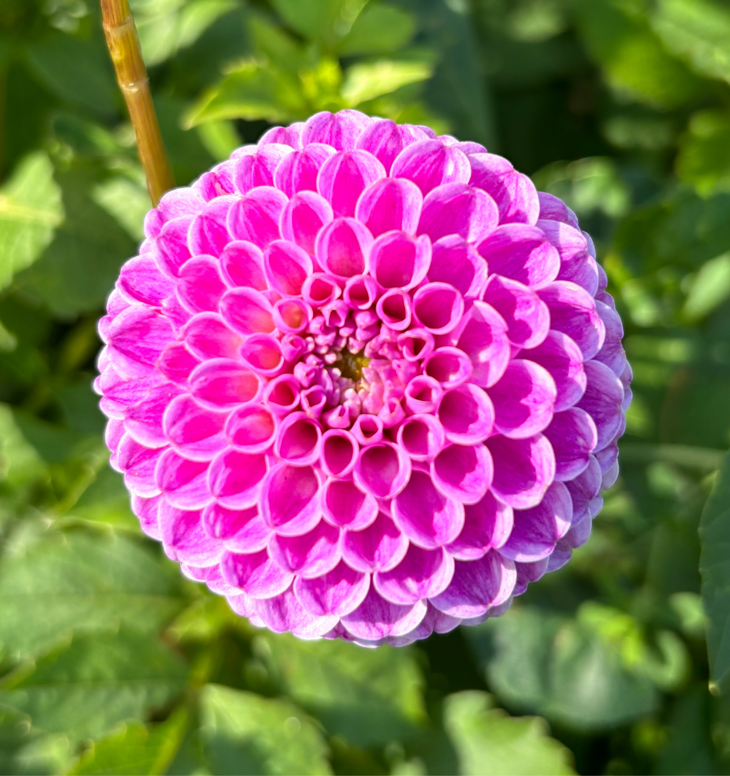 Dahlia 'Franz Kafka'