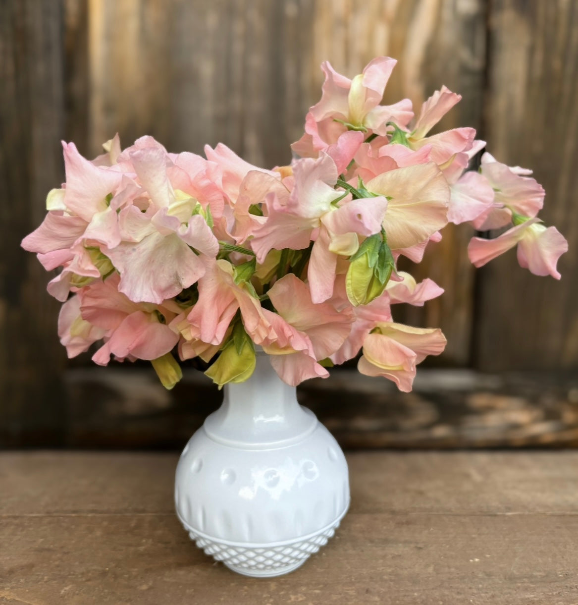 Sweet Pea 'Castlewellan'