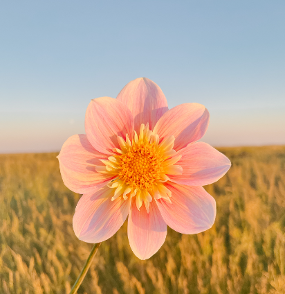 Dahlia Ferncliff Dolly Cutting - LIMIT 1