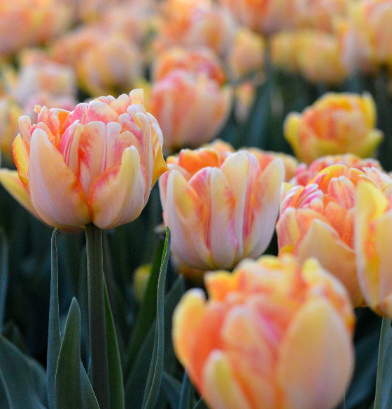 Tulip 'Foxy Foxtrot'