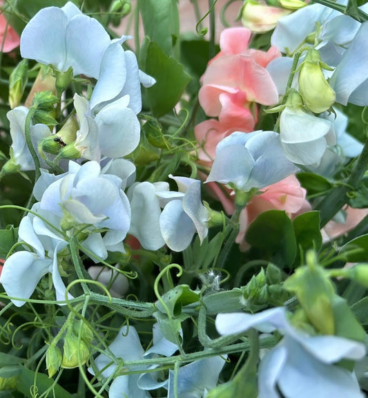 Sweet Pea 'Lunar Blue'