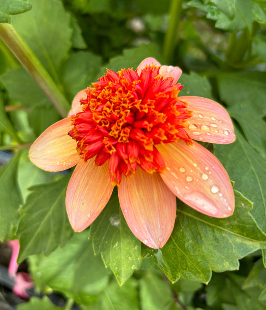 Dahlia 'Totally Tangerine'