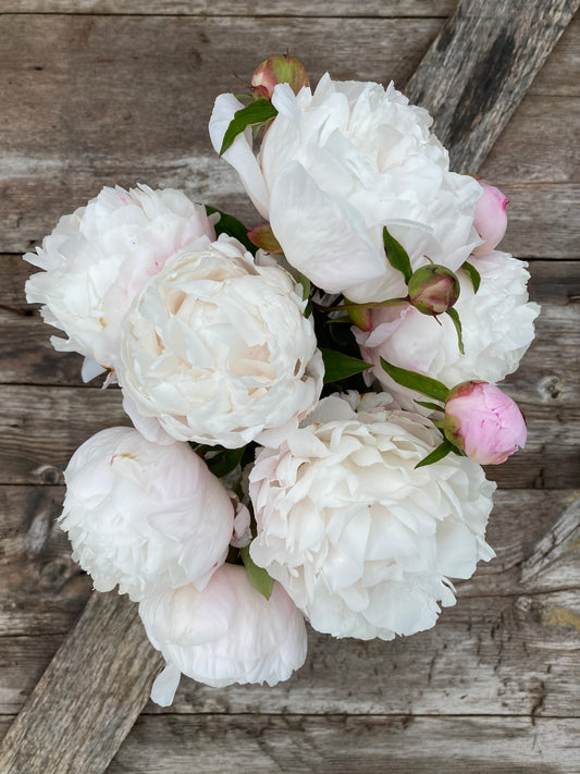 Peony 'Gardenia'