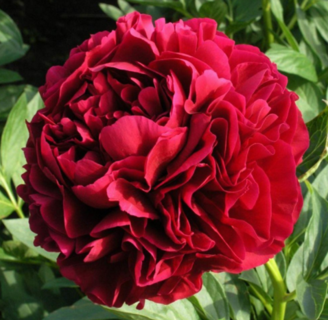 Peony 'Henry Bockstoce'