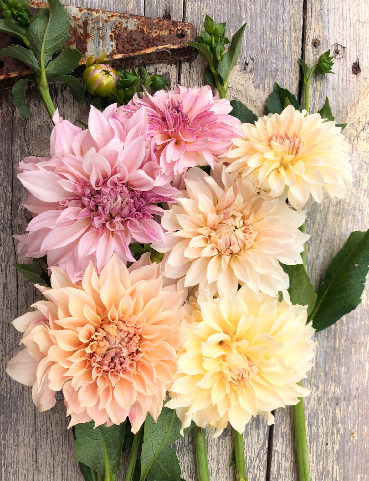 Dahlia 'Cafe Au Lait'