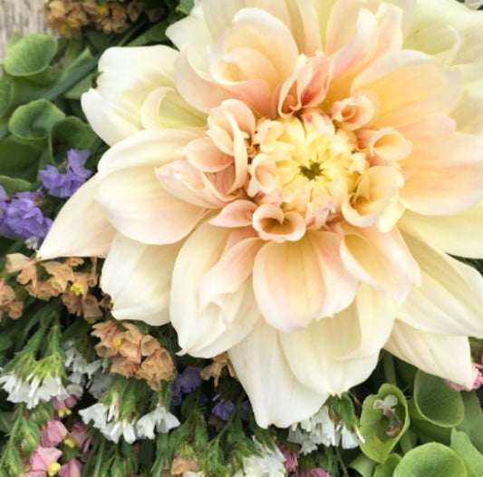 Dahlia 'Breakout'