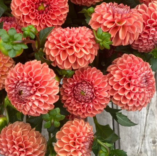 Dahlia 'Cornel Bronze'