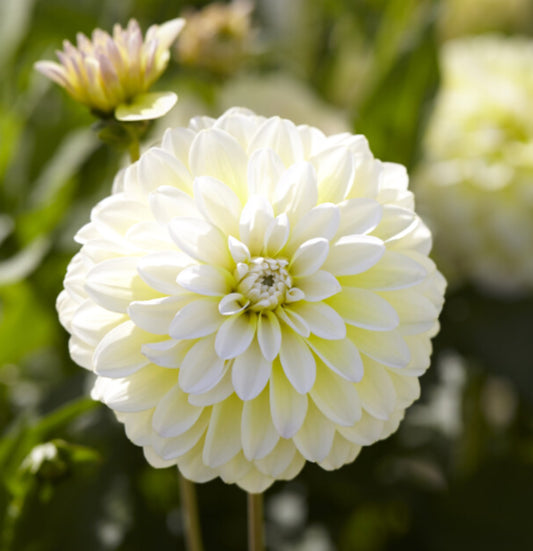 Dahlia 'Innocent Silence'