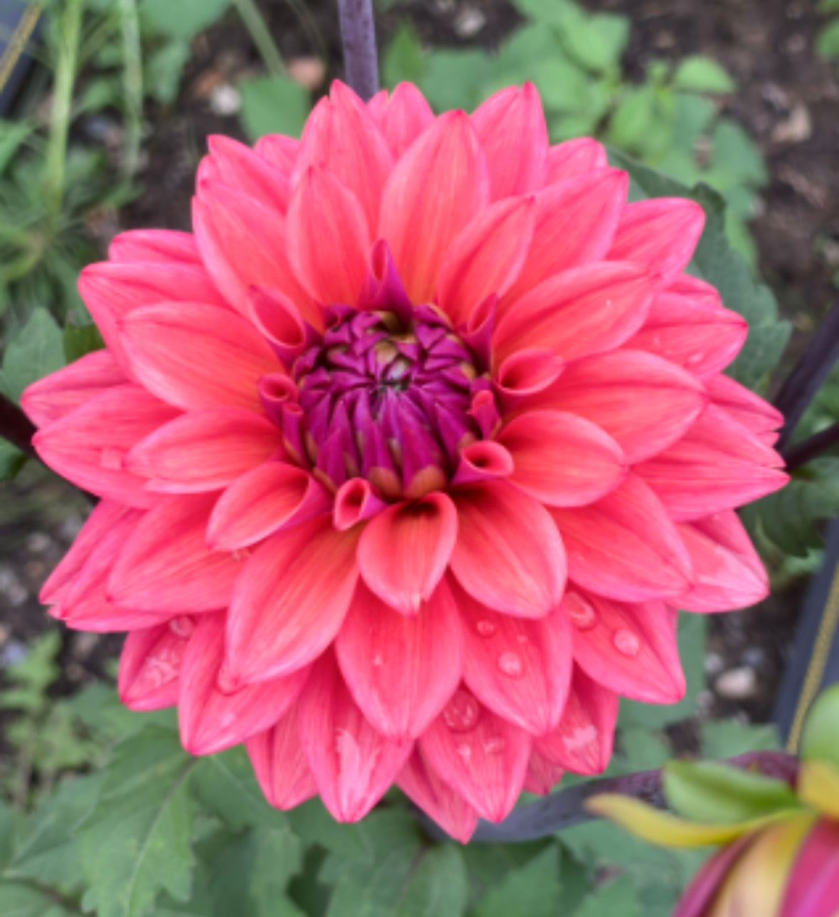 Dahlia 'American Dawn'