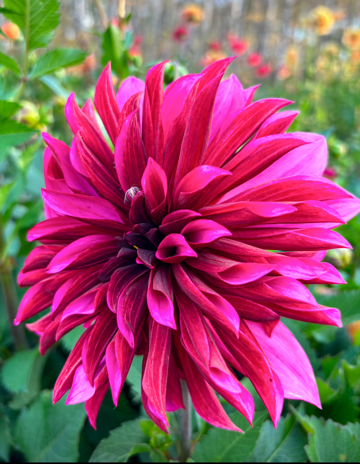 Dahlia 'Tanita'