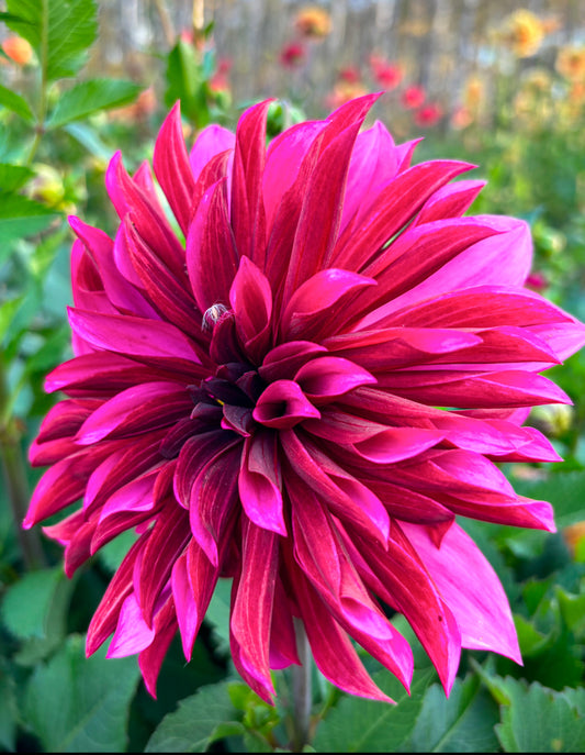 Dahlia 'Tanita'