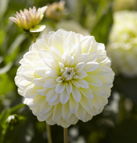 Dahlia Innocent Silence Tuber – H&H Floral Fields