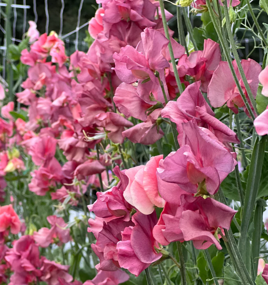 Sweet Peas (Lathyrus odoratus) Assorted Colours