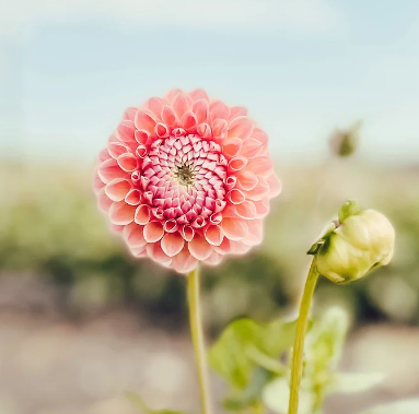 Dahlia Linda's Baby Tuber