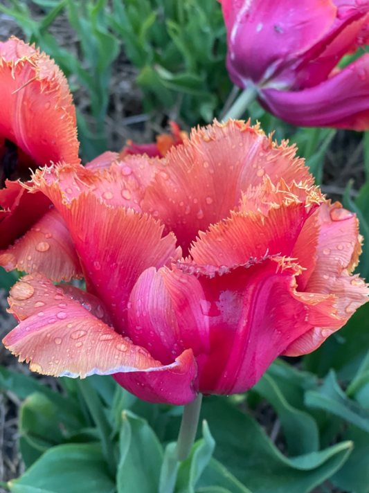 Tulip 'Louvre Orange'