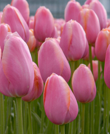 Tulip 'Menton'