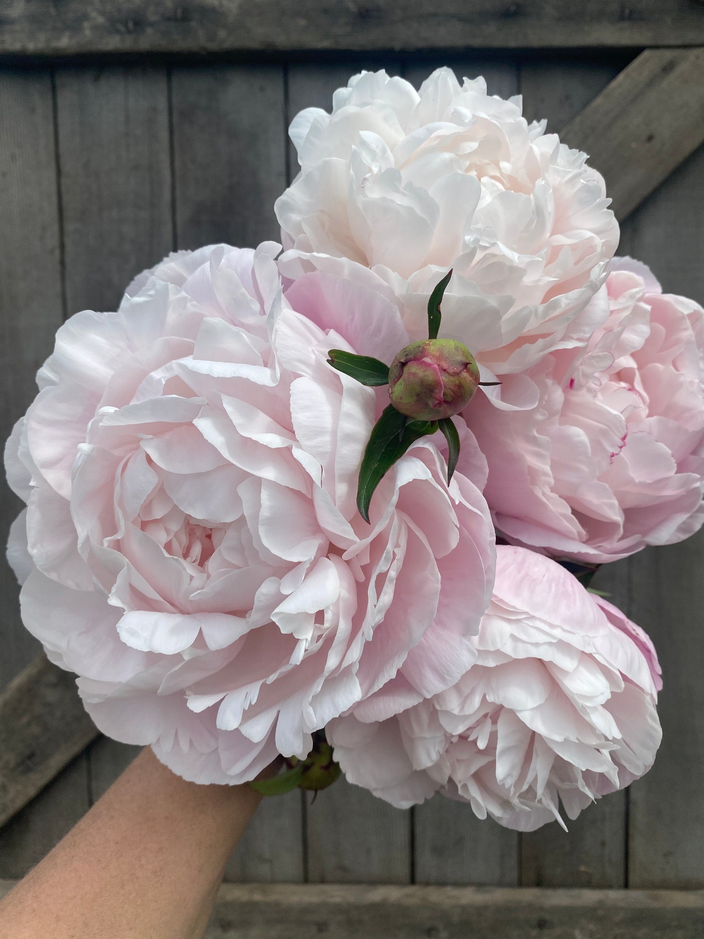 Peony 'Nick Shaylor'