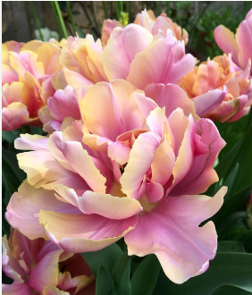 Tulip 'Pink Star'