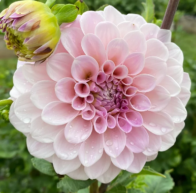 Dahlia 'Sweet Nathalie'