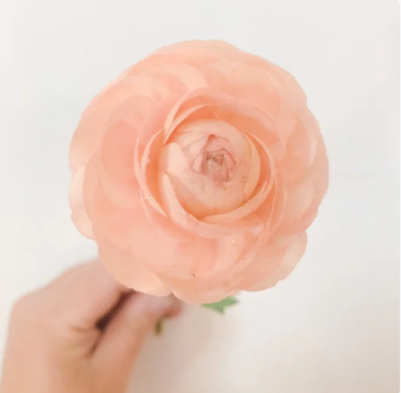 Ranunculus Amandine Salmon