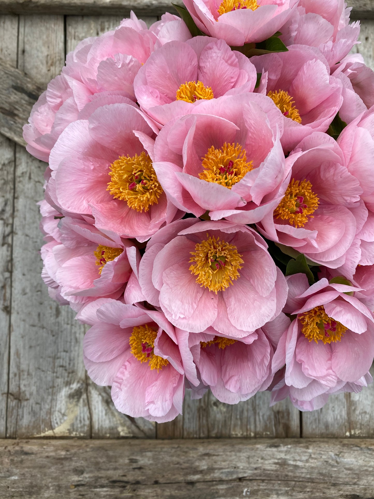 Peony 'Soft Salmon Saucer'