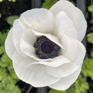 Anemone Carmel White