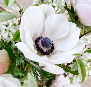 Anemone Carmel 'White'